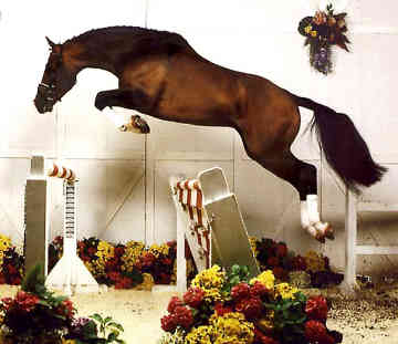 hanoverian-.jpg