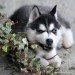 Siberian-Husky-Puppy-10.jpg